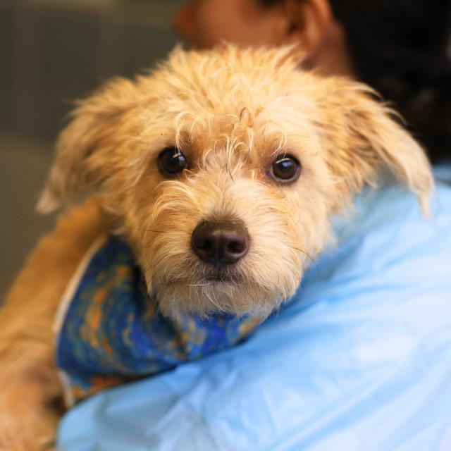 Shelter Stray Male Dog last seen Near BLOCK HERBERT LANE, 4710 TX-151, San Antonio, TX 78227, USA