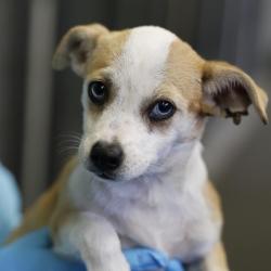 Shelter Stray Female Dog last seen Near BLOCK S ZARZAMORA, 4710 TX-151, San Antonio, TX 78227, USA