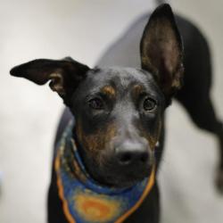 Shelter Stray Female Dog last seen Near BLOCK HERMINE BLVD, 4710 TX-151, San Antonio, TX 78227, USA