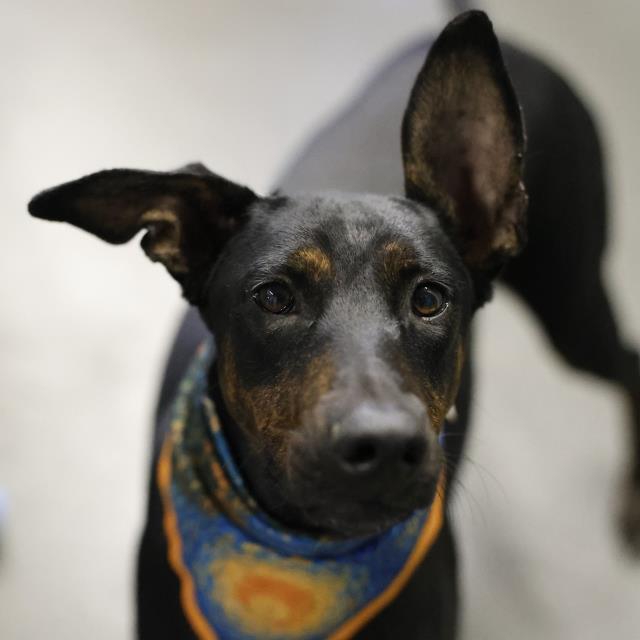Shelter Stray Female Dog last seen Near BLOCK HERMINE BLVD, 4710 TX-151, San Antonio, TX 78227, USA