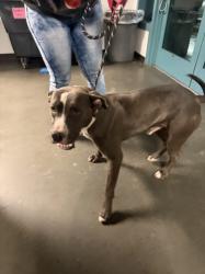 Shelter Stray Male Dog last seen , West Valley Animal Shelter, 20655 Plummer St, Chatsworth, CA 91311, USA