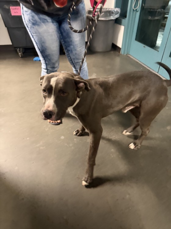 Shelter Stray Male Dog last seen , West Valley Animal Shelter, 20655 Plummer St, Chatsworth, CA 91311, USA