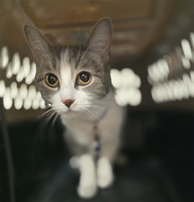 Shelter Stray Female Cat last seen , West Valley Animal Shelter, 20655 Plummer St, Chatsworth, CA 91311, USA