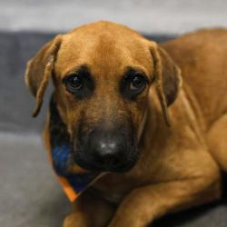 Shelter Stray Male Dog last seen EL JARDIN, 4710 TX-151, San Antonio, TX 78227, USA