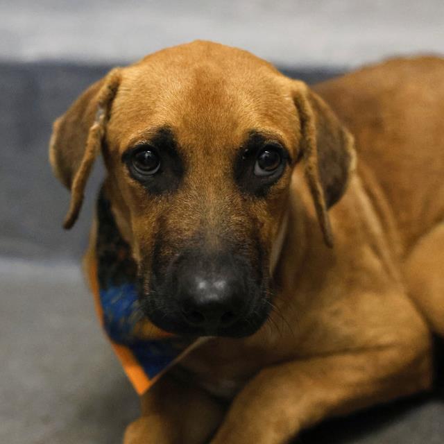 Shelter Stray Male Dog last seen EL JARDIN, 4710 TX-151, San Antonio, TX 78227, USA