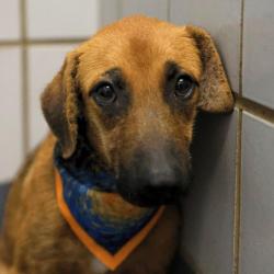 Shelter Stray Female Dog last seen EL JARDIN, 4710 TX-151, San Antonio, TX 78227, USA