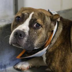 Shelter Stray Male Dog last seen Near BLOCK MUSKET, 4710 TX-151, San Antonio, TX 78227, USA