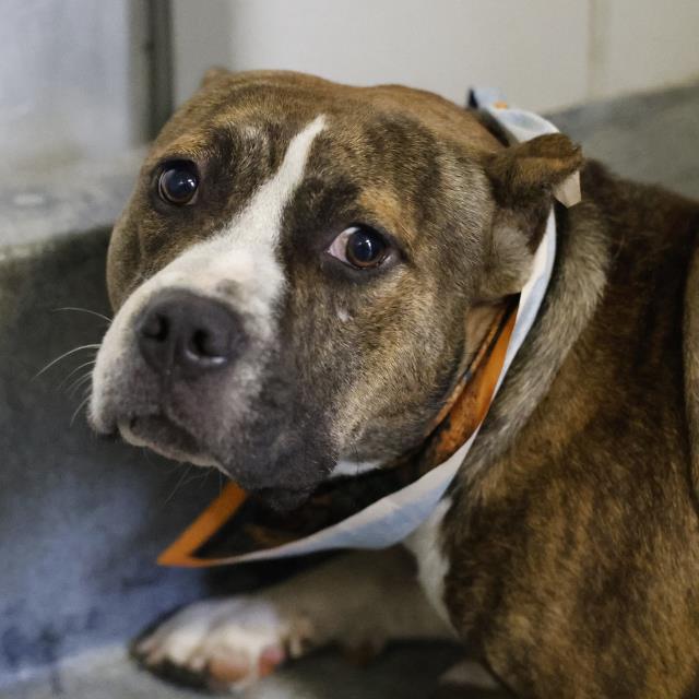 Shelter Stray Male Dog last seen Near BLOCK MUSKET, 4710 TX-151, San Antonio, TX 78227, USA