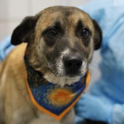 Shelter Stray Male Dog last seen CARTHAGE, 4710 TX-151, San Antonio, TX 78227, USA
