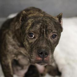 Shelter Stray Female Dog last seen Near BLOCK STATE HWY 151, 4710 TX-151, San Antonio, TX 78227, USA