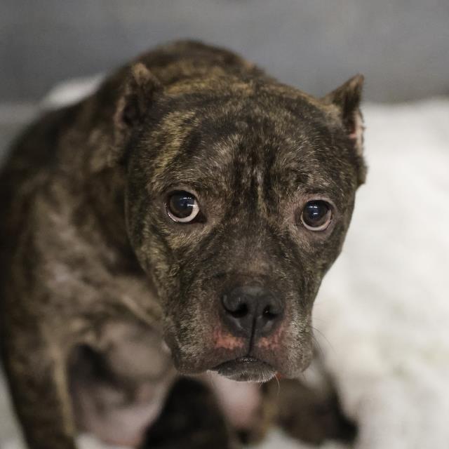 Shelter Stray Female Dog last seen Near BLOCK STATE HWY 151, 4710 TX-151, San Antonio, TX 78227, USA