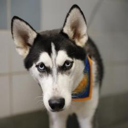 Shelter Stray Male Dog last seen Near BLOCK N ROSILLO, 4710 TX-151, San Antonio, TX 78227, USA