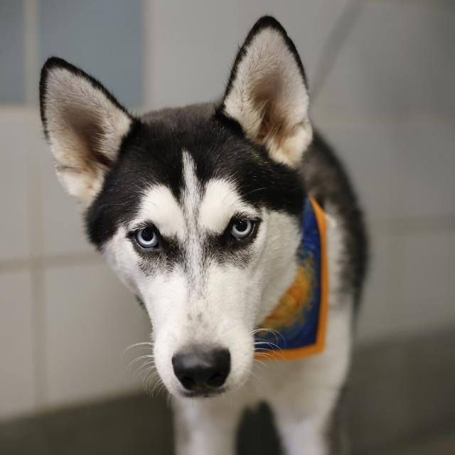 Shelter Stray Male Dog last seen Near BLOCK N ROSILLO, 4710 TX-151, San Antonio, TX 78227, USA