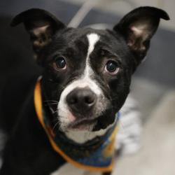 Shelter Stray Female Dog last seen Near BLOCK E, 4710 TX-151, San Antonio, TX 78227, USA