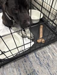 Found/Stray Male Dog last seen Hotel, Ennis, TX 75119