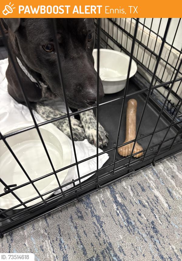 Found/Stray Male Dog last seen Hotel, Ennis, TX 75119