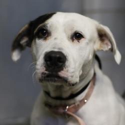 Shelter Stray Female Dog last seen Near BLOCK OF DAKOTA SUN, 4710 TX-151, San Antonio, TX 78227, USA