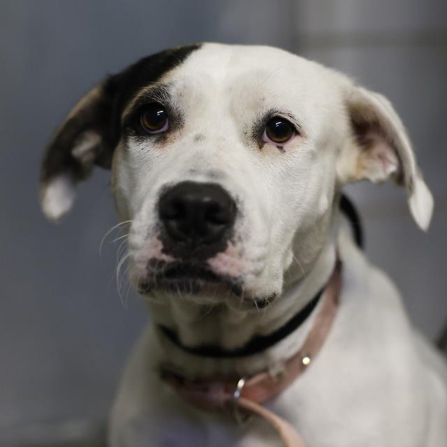 Shelter Stray Female Dog last seen Near BLOCK OF DAKOTA SUN, 4710 TX-151, San Antonio, TX 78227, USA