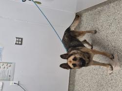 Shelter Stray Female Dog last seen Near BLOCK MACK AVE, DETROIT, MI 48215, 1431 E Ferry St, Detroit, MI 48211, USA