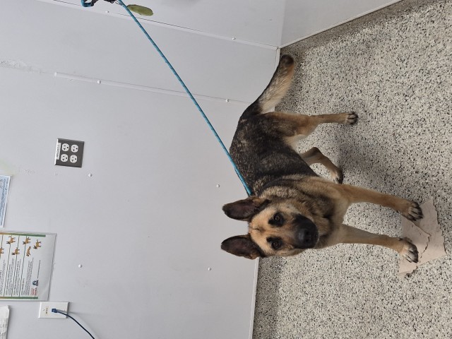 Shelter Stray Female Dog last seen Near BLOCK MACK AVE, DETROIT, MI 48215, 1431 E Ferry St, Detroit, MI 48211, USA