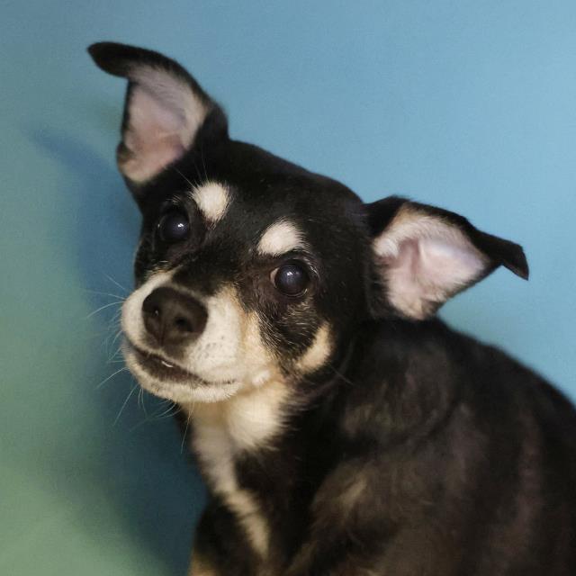 Shelter Stray Male Dog last seen Near BLOCK NE 410, 4710 TX-151, San Antonio, TX 78227, USA