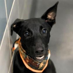 Shelter Stray Male Dog last seen Near BLOCK ANGELA ST, 4710 TX-151, San Antonio, TX 78227, USA