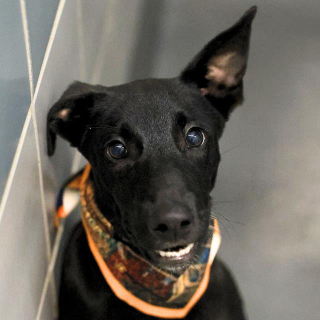 Shelter Stray Male Dog last seen Near BLOCK ANGELA ST, 4710 TX-151, San Antonio, TX 78227, USA