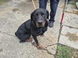 Shelter Stray Female Dog last seen Near BLOCK CARLISLE ST, DETROIT, MI, 1431 E Ferry St, Detroit, MI 48211, USA