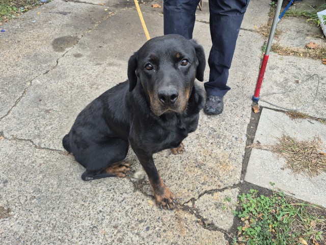 Shelter Stray Female Dog last seen Near BLOCK CARLISLE ST, DETROIT, MI, 1431 E Ferry St, Detroit, MI 48211, USA