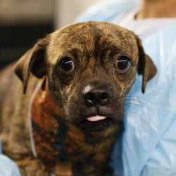 Shelter Stray Male Dog last seen Near BLOCK FREDERICKSBURG, 4710 TX-151, San Antonio, TX 78227, USA