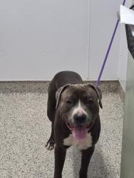 Shelter Stray Male Dog last seen Near BLOCK MERRICK, DETROIT MI 48208, 1431 E Ferry St, Detroit, MI 48211, USA