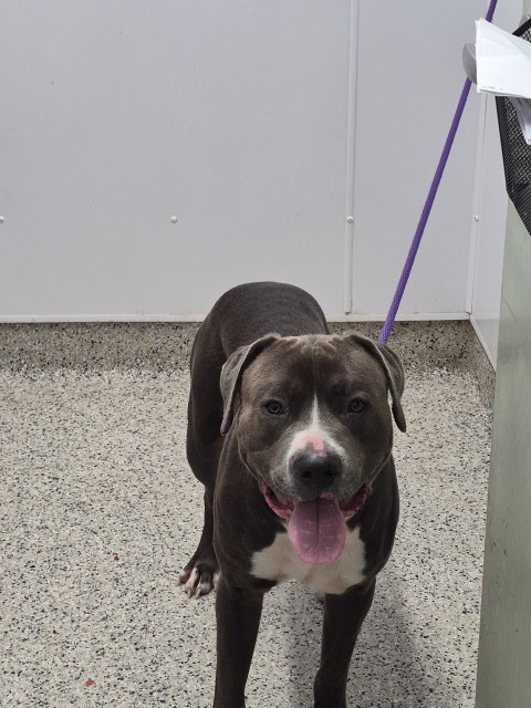 Shelter Stray Male Dog last seen Near BLOCK MERRICK, DETROIT MI 48208, 1431 E Ferry St, Detroit, MI 48211, USA