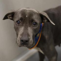 Shelter Stray Female Dog last seen SALTILLO ST & S TRINITY ST, 4710 TX-151, San Antonio, TX 78227, USA