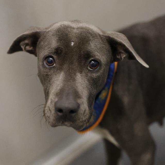 Shelter Stray Female Dog last seen SALTILLO ST & S TRINITY ST, 4710 TX-151, San Antonio, TX 78227, USA