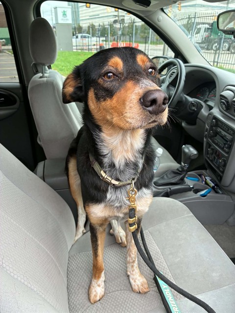 Shelter Stray Male Dog last seen Near BLOCK E WARREN AVE, DETROIT, MI 48236, 1431 E Ferry St, Detroit, MI 48211, USA