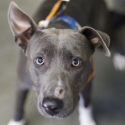 Shelter Stray Male Dog last seen Near BLOCK BULVERDE, 4710 TX-151, San Antonio, TX 78227, USA