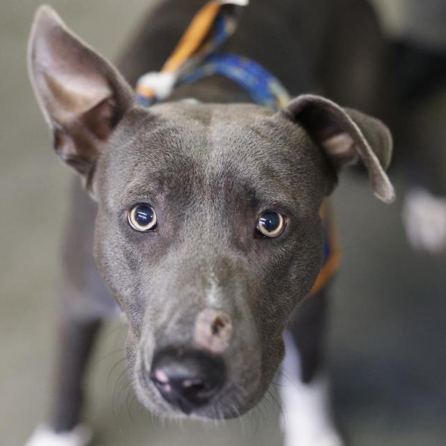 Shelter Stray Male Dog last seen Near BLOCK BULVERDE, 4710 TX-151, San Antonio, TX 78227, USA