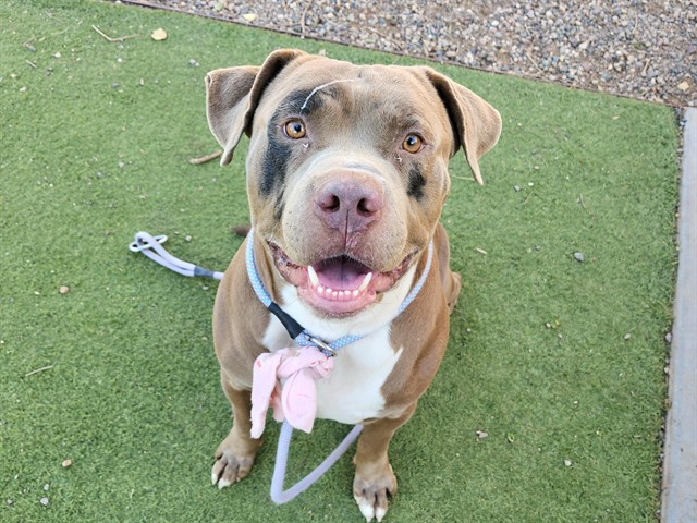 Shelter Stray Male Dog last seen W INDIAN SCHOOL RD AND N 63RD AVE, 2500 S 27th Ave, Phoenix, AZ 85009, USA