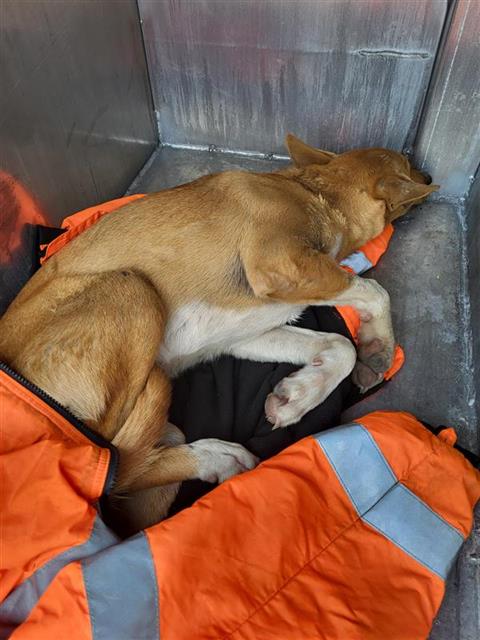Shelter Stray Female Dog last seen , 4710 TX-151, San Antonio, TX 78227, USA
