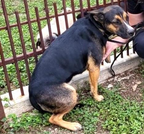 Shelter Stray Female Dog last seen , 4710 TX-151, San Antonio, TX 78227, USA