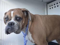 Shelter Stray Female Dog last seen 19TH ST/ WESTWIND DR, BAKERSFIELD,CA, 201 S Mt Vernon Ave, Bakersfield, CA 93307, USA