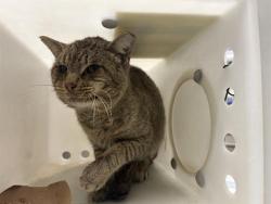Shelter Stray Male Cat last seen Near BLOCK N 6TH ST, 3839 W Burnham St, West Milwaukee, WI 53215, USA