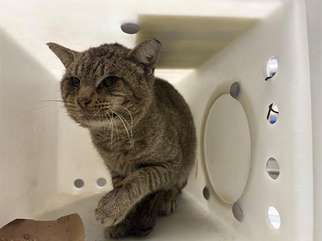 Shelter Stray Male Cat last seen Near BLOCK N 6TH ST, 3839 W Burnham St, West Milwaukee, WI 53215, USA