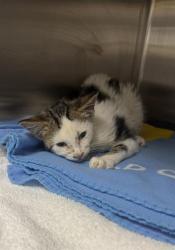 Shelter Stray Male Cat last seen Near BLOCK CARLISLE BLVD ER VET, 8920 Lomas Blvd NE, Albuquerque, NM 87112, USA
