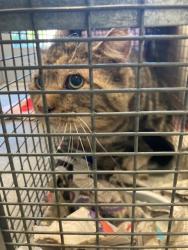 Shelter Stray Unknown Cat last seen Near BLOCK S MERIDIAN CIR, 4522 W 3500 S, West Valley City, UT 84120, USA