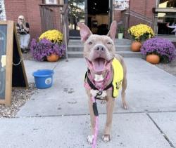 Shelter Stray Male Dog last seen CHARLOTTE, 8315 Byrum Dr, Charlotte, NC 28217, USA