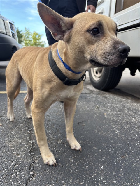Shelter Stray Female Dog last seen Near BLOCK SE 44TH ST, OKLAHOMA CITY OK 73135, 2811 SE 29th St, Oklahoma City, OK 73129, USA