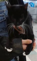 Shelter Stray Female Cat last seen , 2811 SE 29th St, Oklahoma City, OK 73129, USA