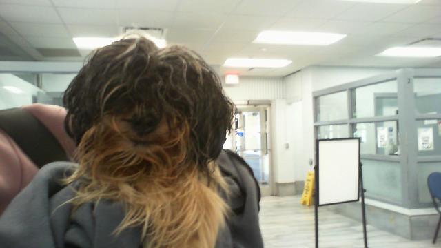 Shelter Stray Male Dog last seen CHARLOTTE, 8315 Byrum Dr, Charlotte, NC 28217, USA