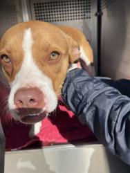 Shelter Stray Male Dog last seen Near BLOCK COLCORD DR, OKLAHOMA CITY OK 73102, 2811 SE 29th St, Oklahoma City, OK 73129, USA